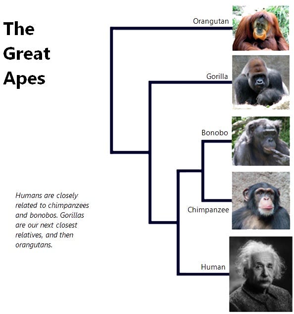 Famous Gorilla Names