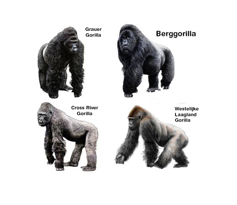 Famous Gorilla Names