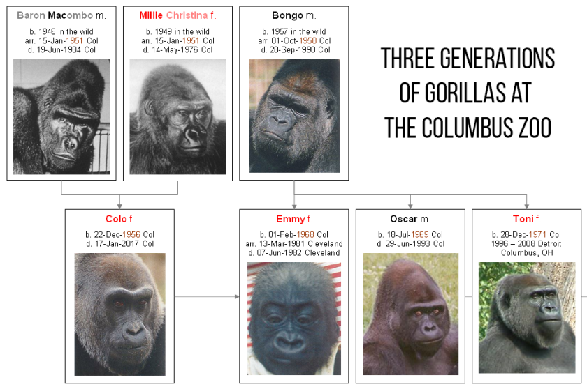 Famous Gorilla Names